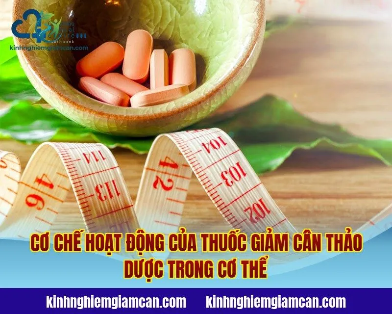 Cơ chế hoạt động của thuốc giảm cân thảo dược trong cơ thể