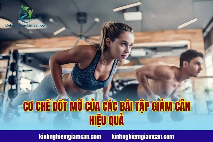 Cơ chế đốt mỡ của các bài tập giảm cân hiệu quả